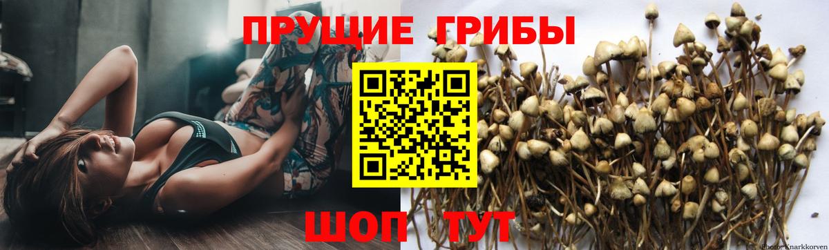 Псилоцибиновые грибы Psilocybine cubensis  даркнет сайт  Долгопрудный  Галлюциногенные грибы Cubensis  Вход с VPN 